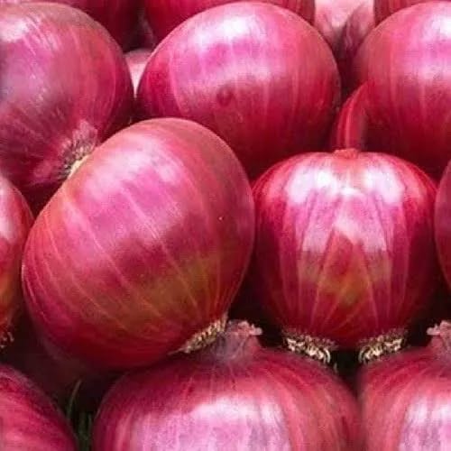 Fresh onion