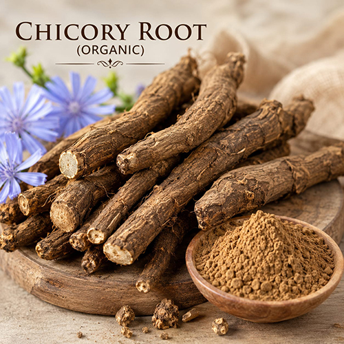 Chicory Root