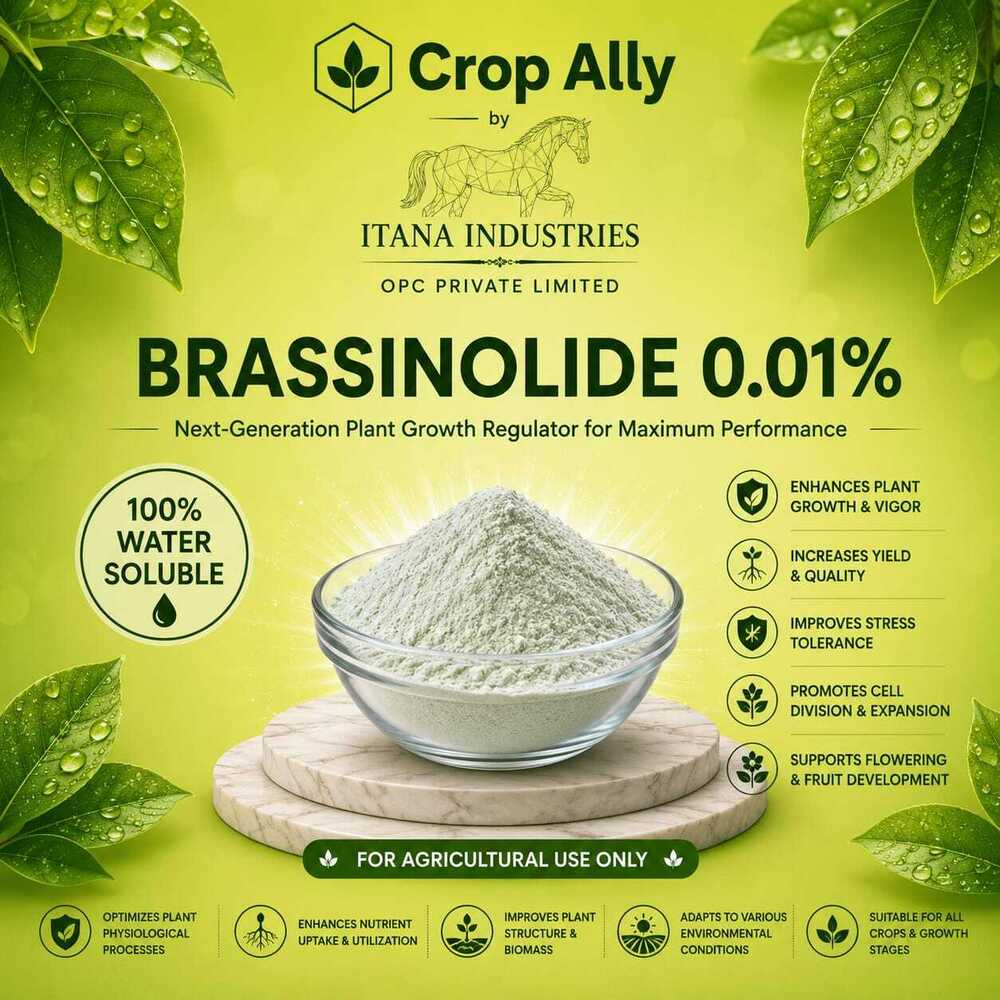 White Brassinolide Powder