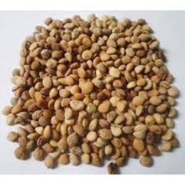 Safed Musli Seed
