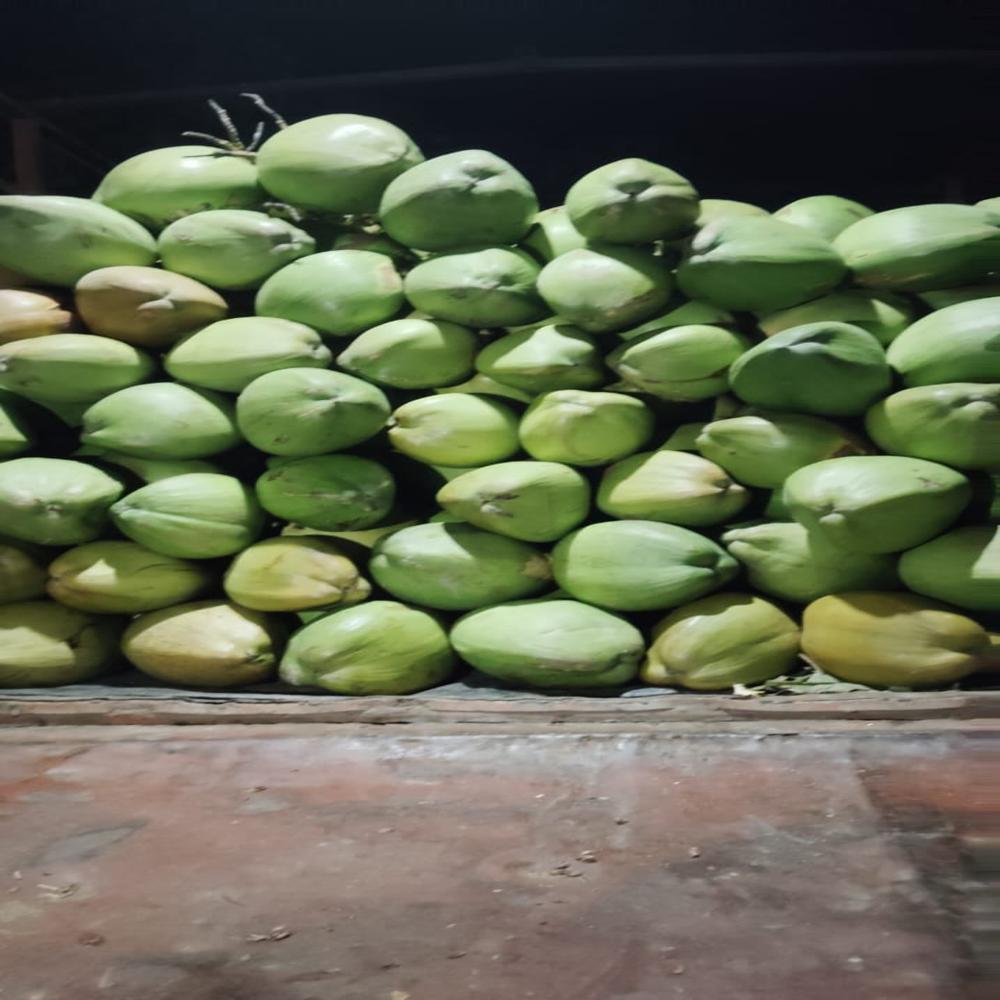 Green Coconut - Cultivation Type: Organic