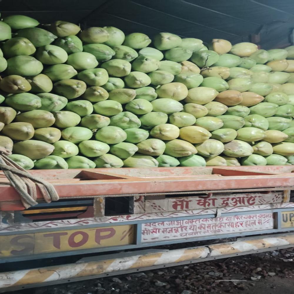 Green Coconut - Cultivation Type: Organic