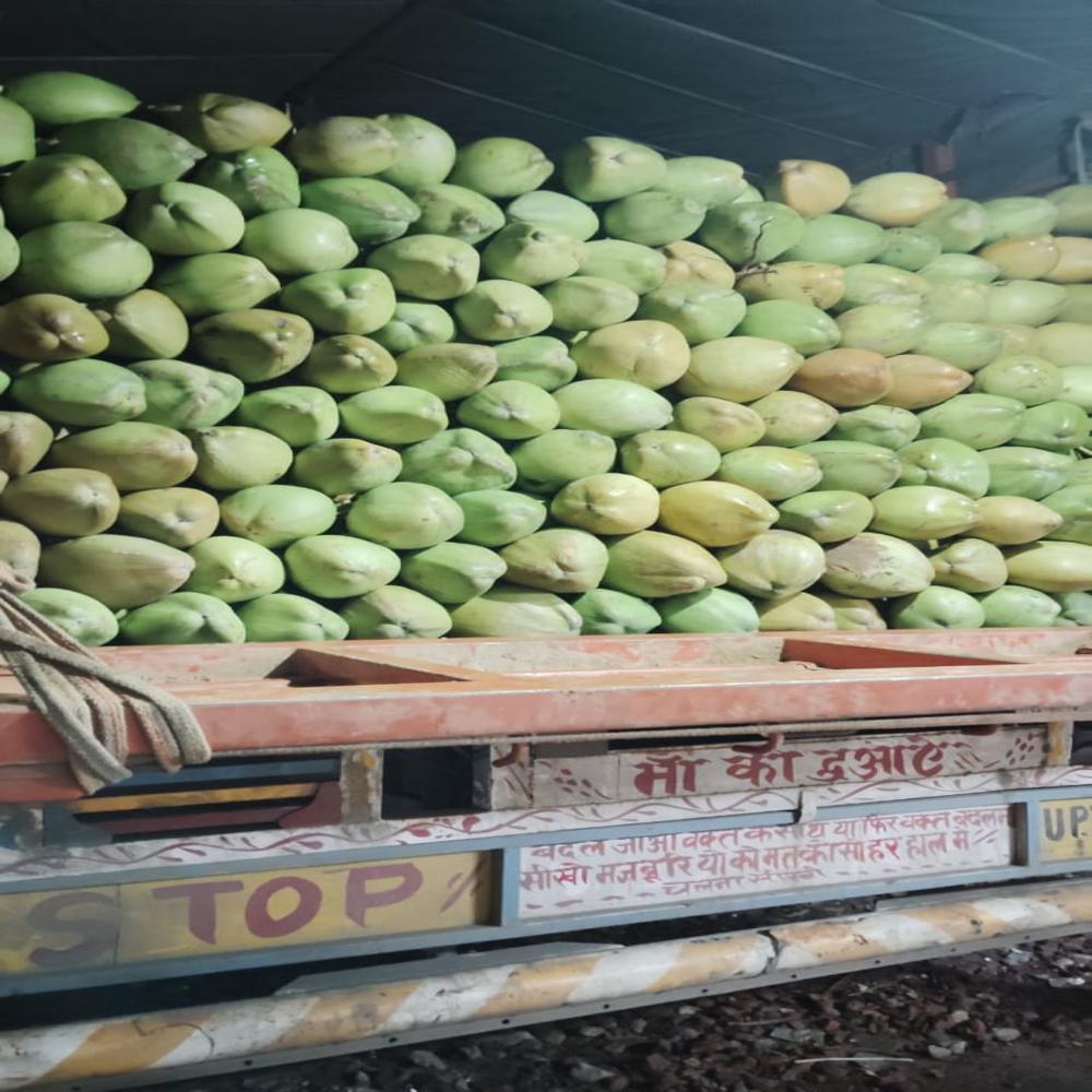 Green Coconut - Cultivation Type: Organic