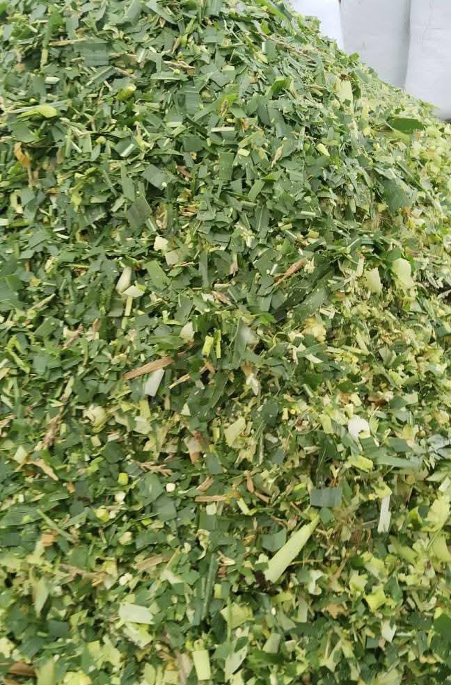 High Quality Corn Silage