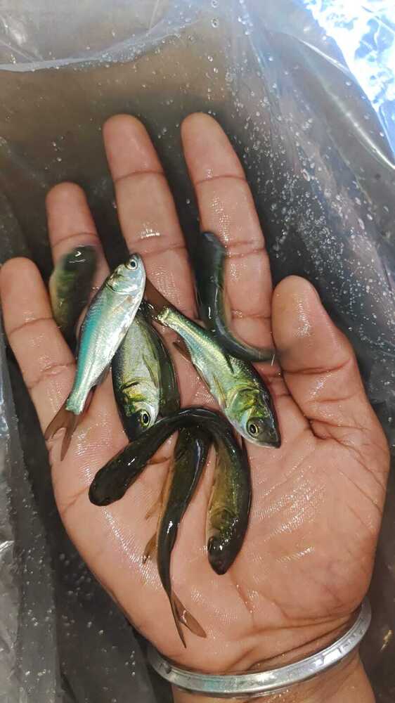 Bighead Carp Fish Seed