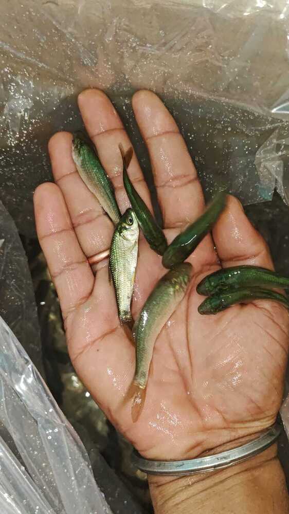 Rohu fish seed