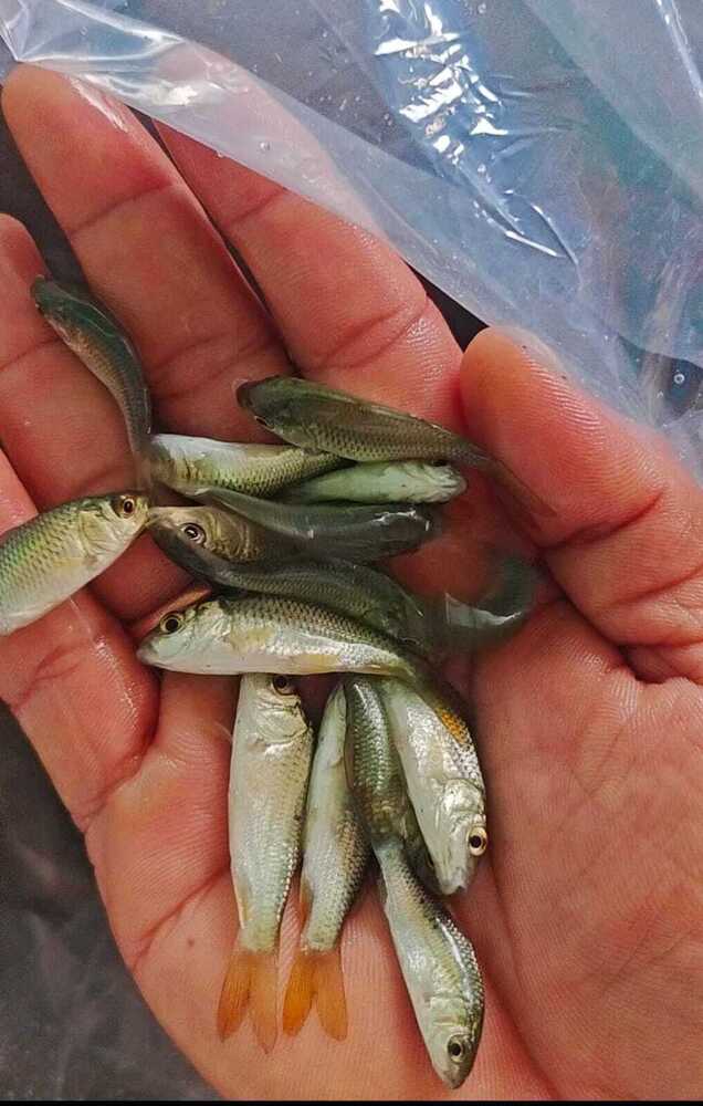 common carp seed
