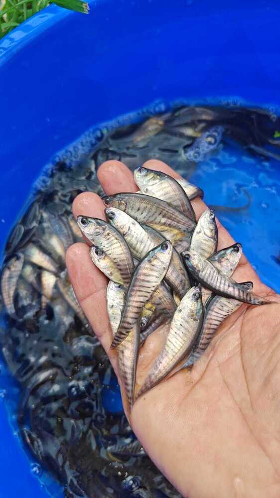 Chital fish seed