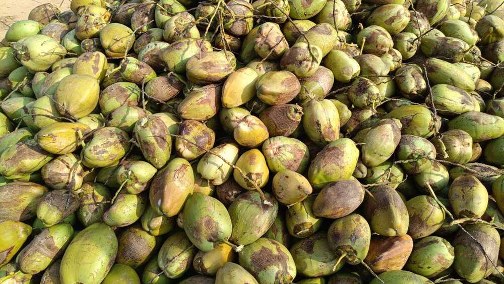 Raw Coconut