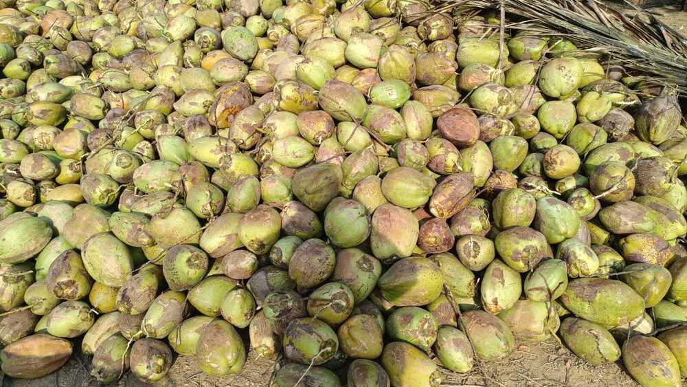 Raw Coconut
