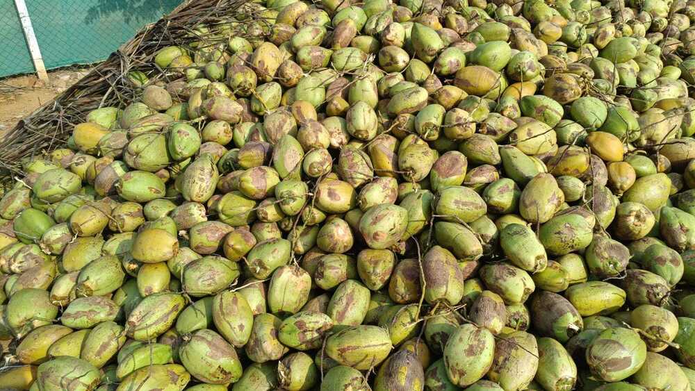 Raw Coconut
