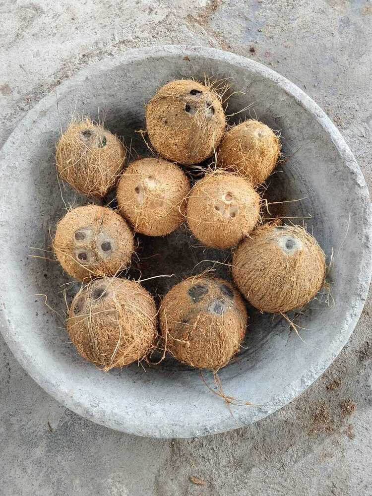 Pollachi Coconut