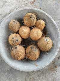 Pollachi Coconut - Color: Brown
