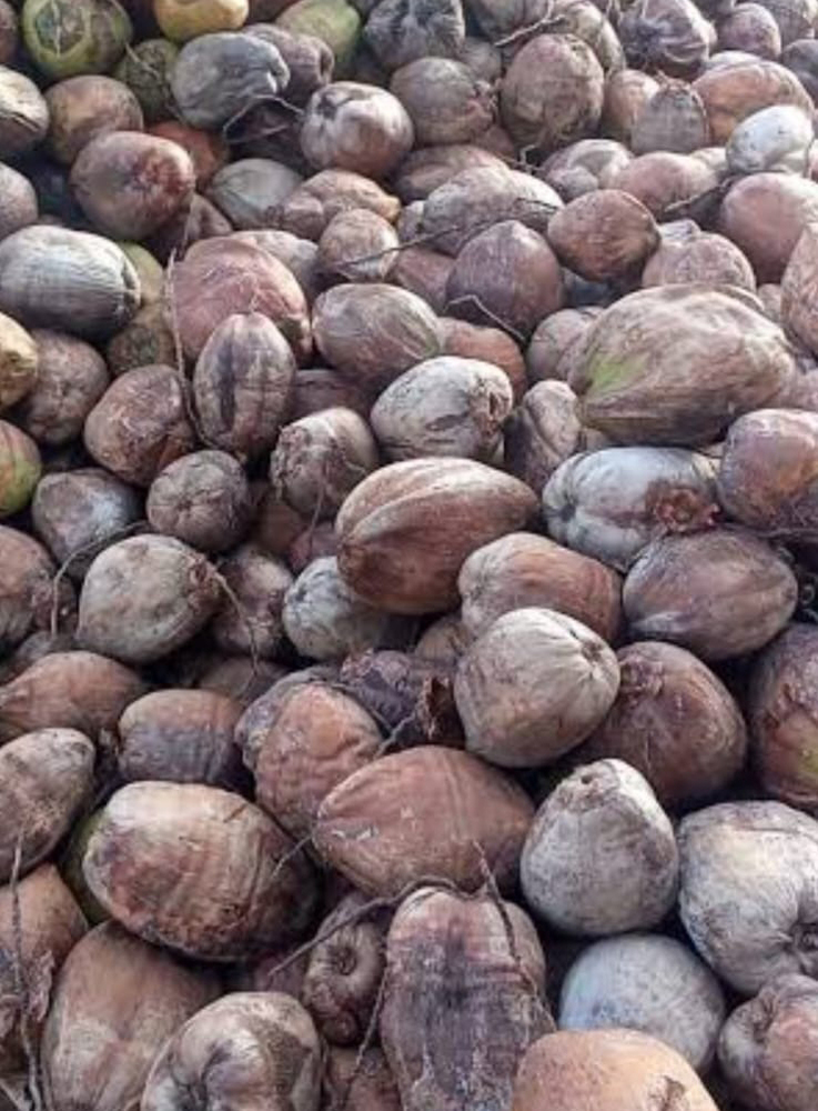 Brown colour coconut