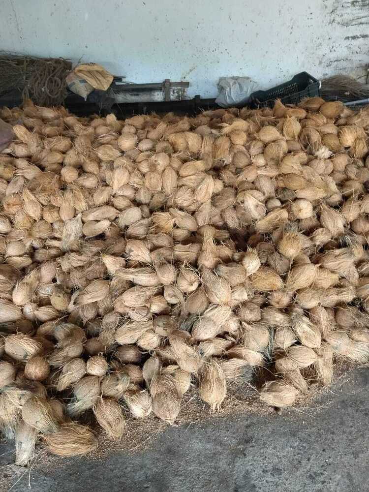Semi Husked Coconut