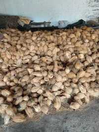 Semi Husked Coconut - Color: Brown