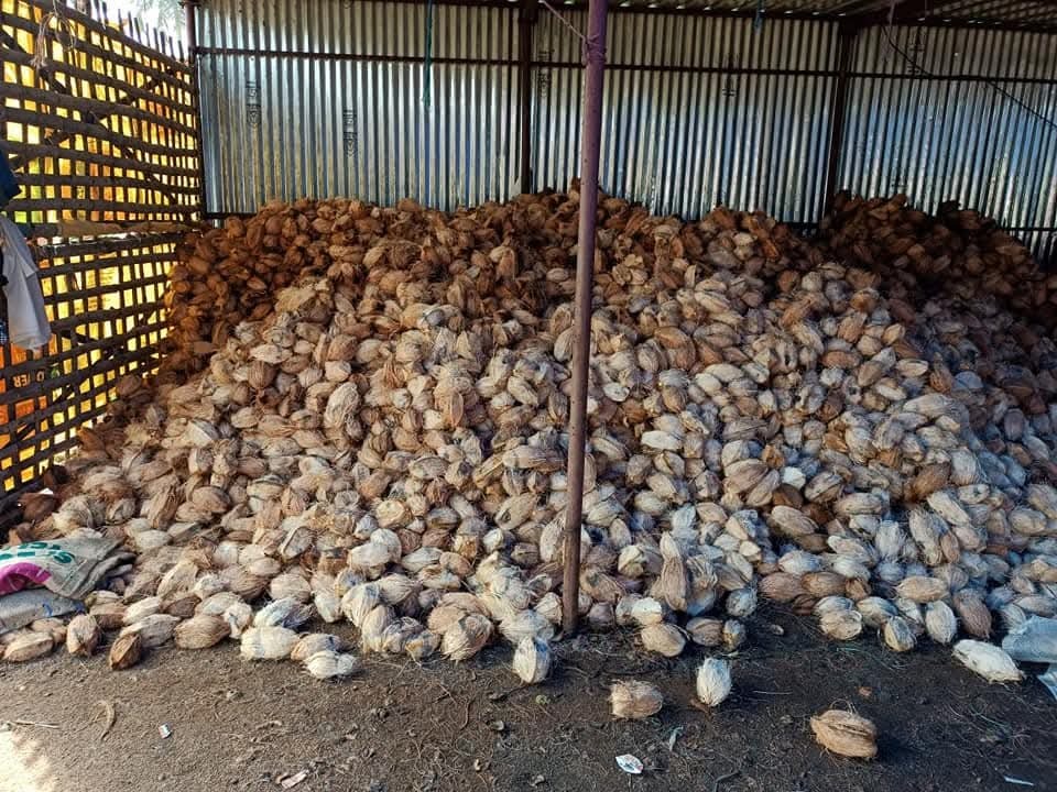 Semi Husked Coconut