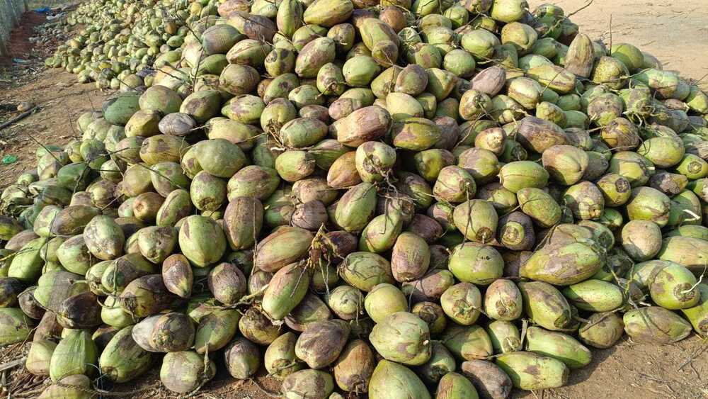 White Coconut