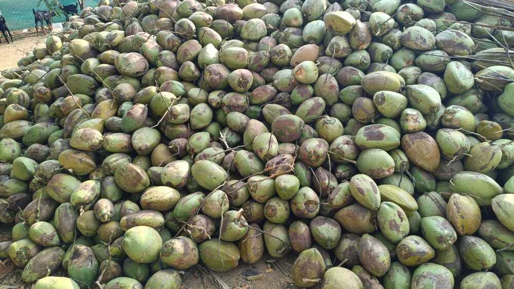 White Coconut