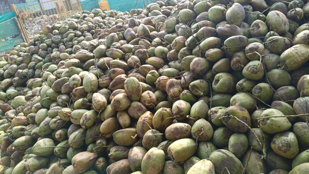 Mature Coconut