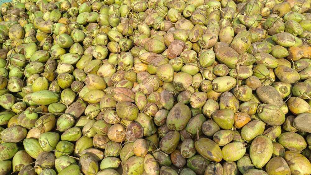 Mature Coconut