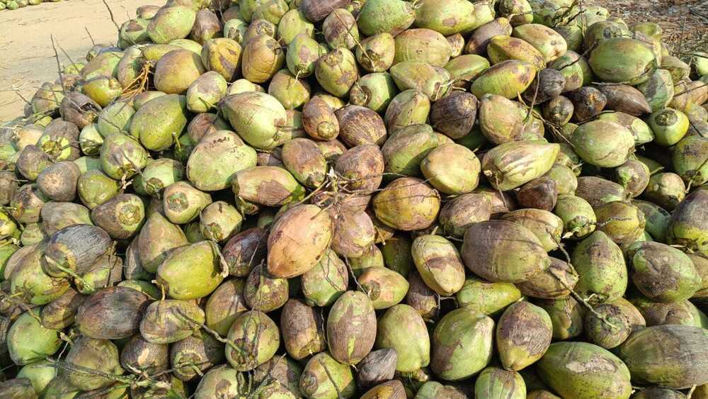 Husked Coconut
