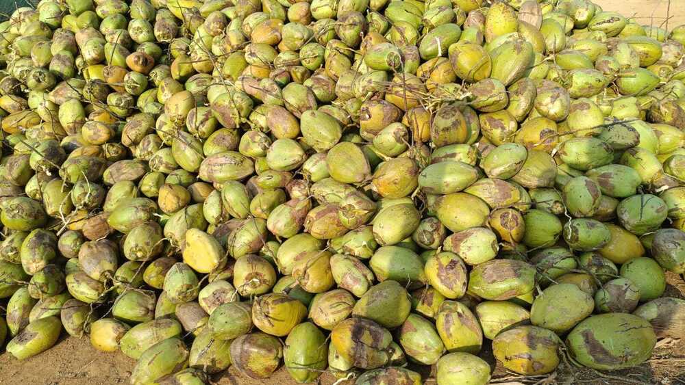 Husked Coconut