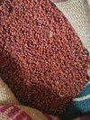 Gloriosa Superba Seeds