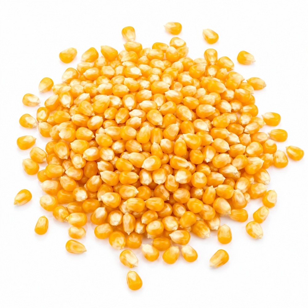 Indian Maize