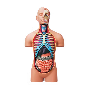Human Torso