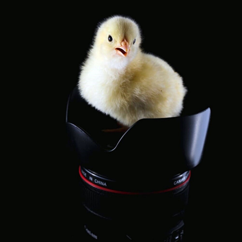 Broiler Chicks - Color: White