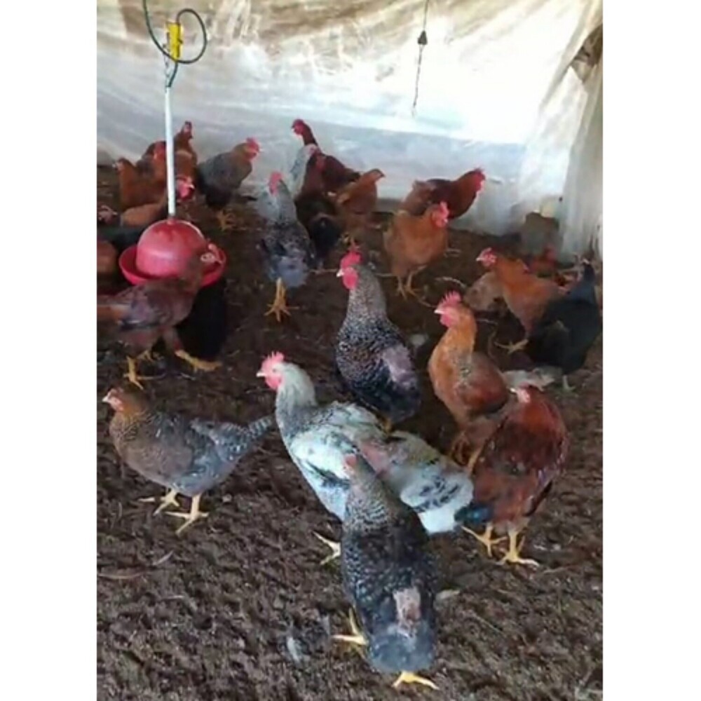 Ffg Hen - Color: Multicolor