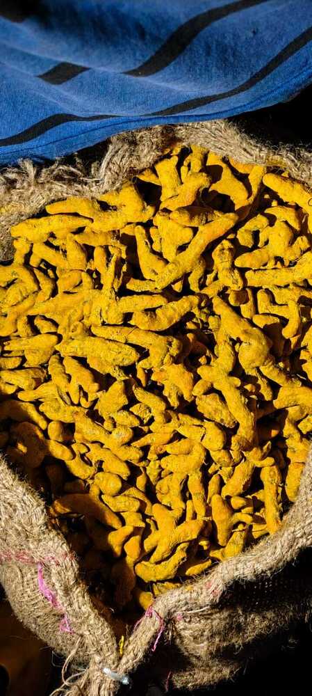 Dry Turmeric Finger