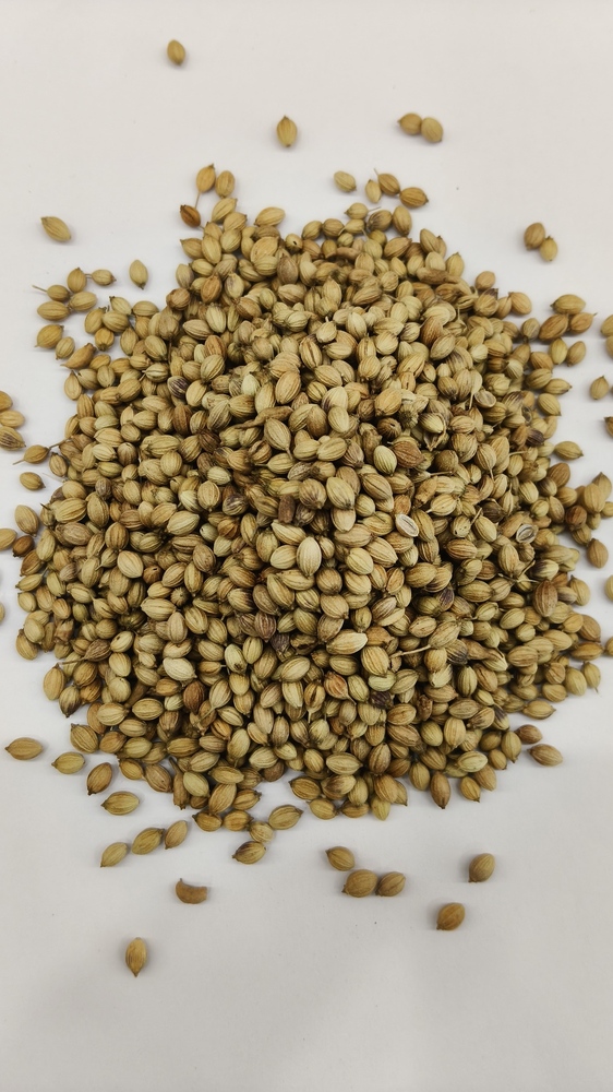 Coriander Dhana Whole