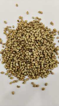 Coriander Dhana Whole