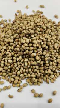 Coriander Dhana Whole