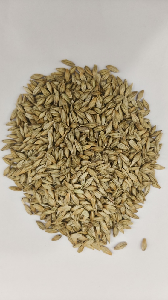 Jav Chhilka