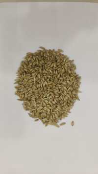 Jav Chhilka