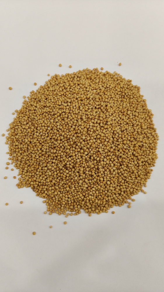 Yellow Mustard