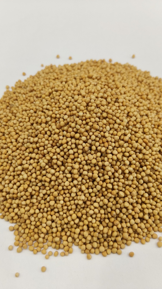 Yellow Mustard