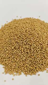 Yellow Mustard