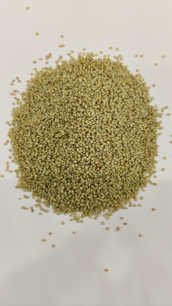 Browntop Millet