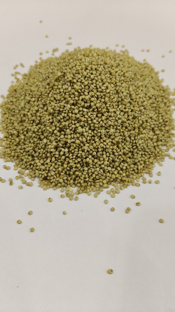 Browntop Millet