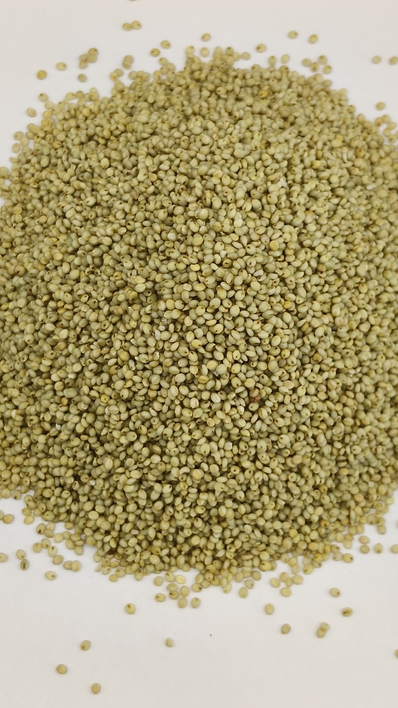 Browntop Millet