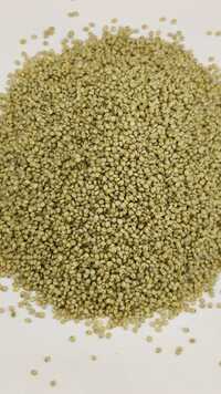 Browntop Millet