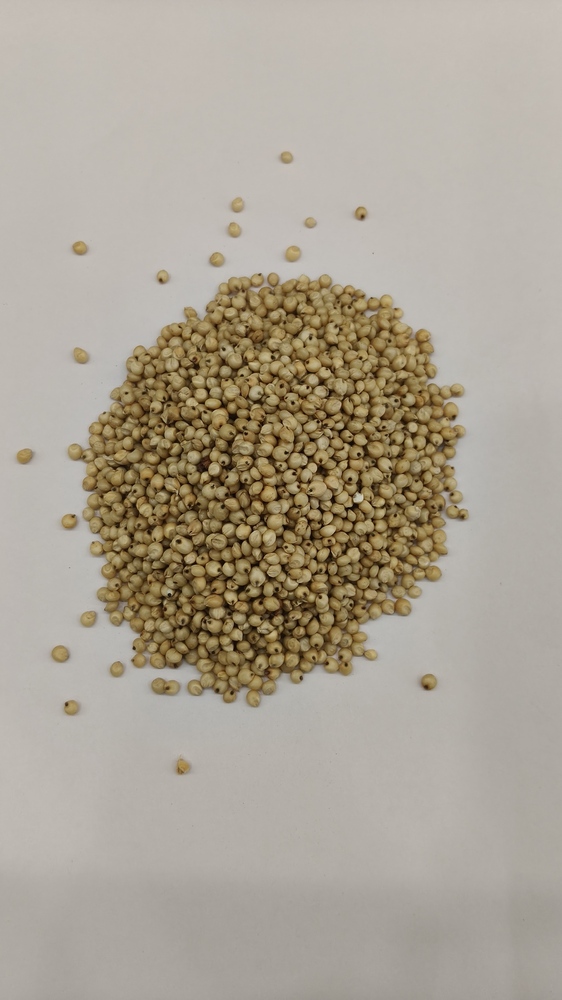 Kodo Millet