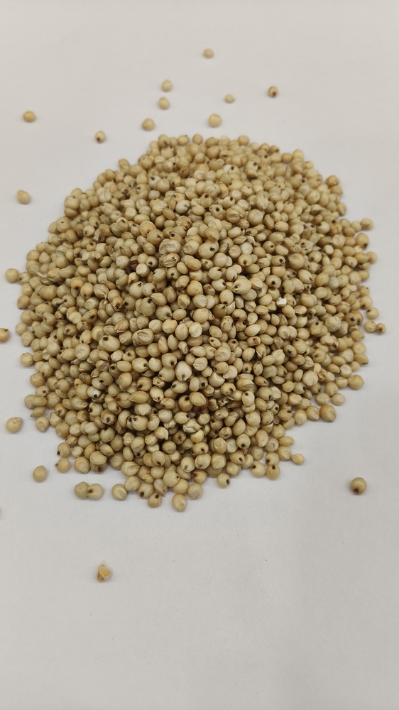 Kodo Millet