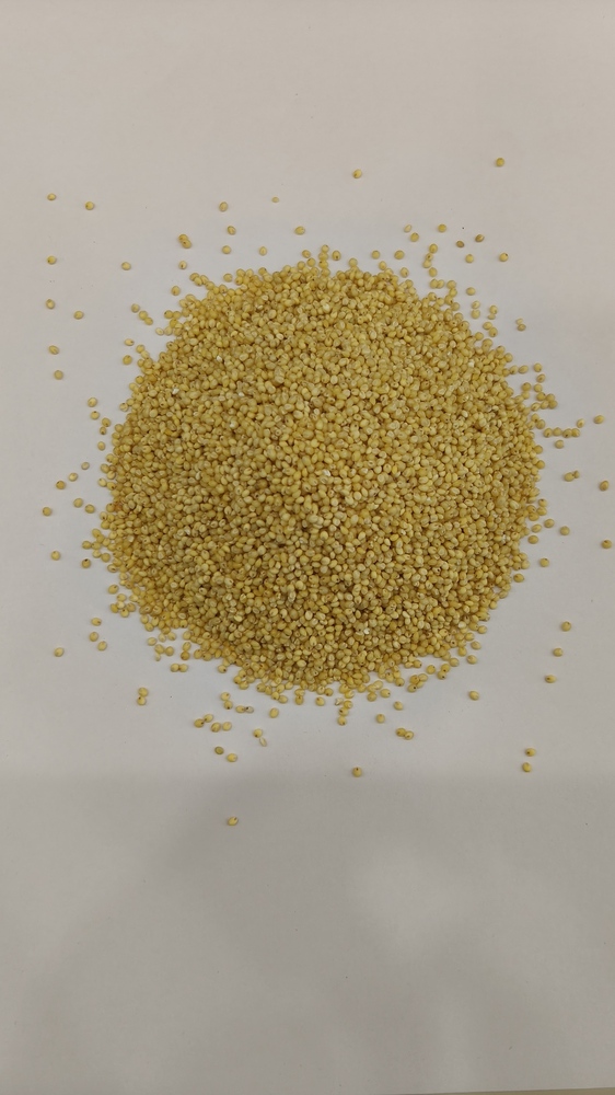Proso Millet