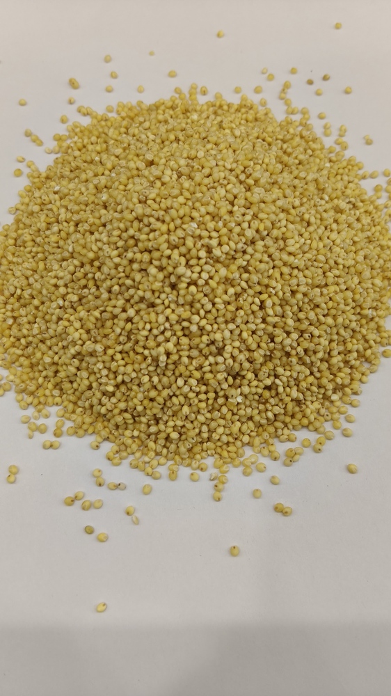Proso Millet