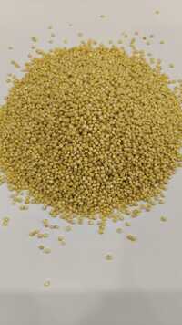 Proso Millet